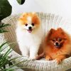 Aesthetic Pomeranian Dogs Pets diamond painting