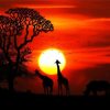 African Animals Sunset diamond painting