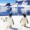 Antarctica Penguins diamond painting
