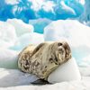 Antarctican Seal diamond painting