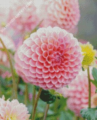 Baby Pink Dahlias Flower diamond painting