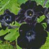 Black Petunias diamond painting