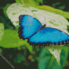 Blue Butterfly diamond painting