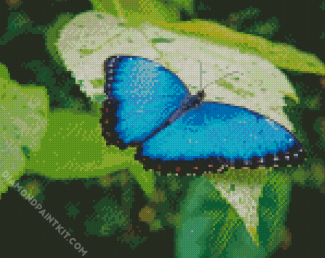 Blue Butterfly diamond painting