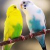 Blue And Green Budgerigars diamond painting