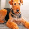 Brown Dog Airedale Terrier diamond painting