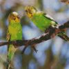 Budgerigars On A Branch diamond painting