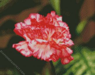 Carnations Flower diamond painting