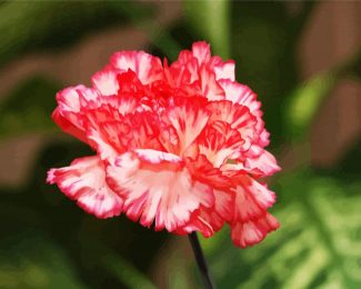 Carnations Flower diamond painting