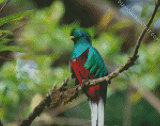 Colorful Quetzal Bird diamond painting