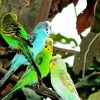 Colorful Budgerigars Birds diamond painting