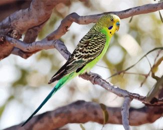 Colorful Parakeet Budgerigar Bird diamond painting
