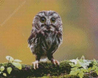 Cute Owl Bird diamond painting