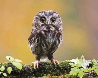 Cute Owl Bird diamond painting
