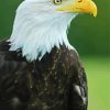 Eagle Bird Aquila diamond painting