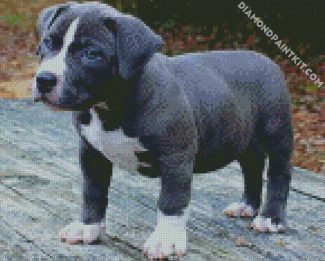 Grey Pitbull Puppy diamond painting