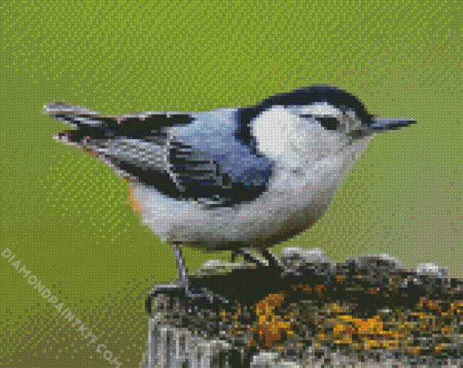 Lonely Nuthatch diamond painting