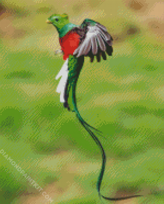 Long Tail Quetzal Flying diamond painting