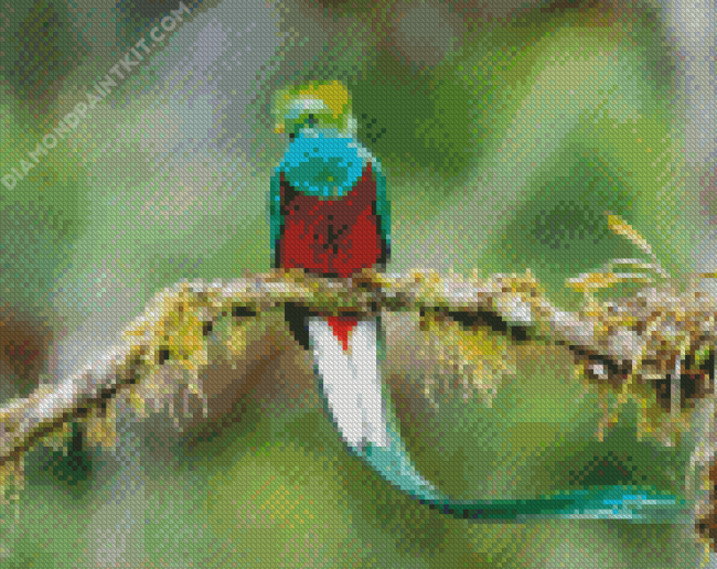 Long Tailed Quetzal Bird On A Branch diamond painting