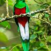 Long Tailed Colorful Quetzal diamond painting
