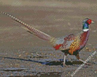 Pheasant Bird diamond painting