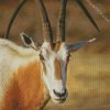 Saharian Oryx diamond painting
