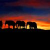 Sunset Elephants diamond painting
