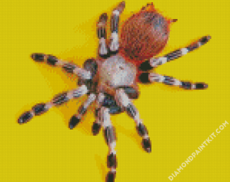 Tarantula Spider diamond painting