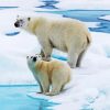 White Antarctican Bears diamond painting