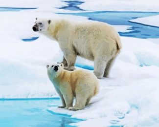 White Antarctican Bears diamond painting