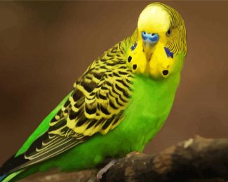 Yellow Head Parakeet Budgerigar diamond painting