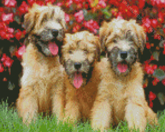 Wheaten Terrier Dogs diamond paintig