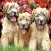 Wheaten Terrier Dogs diamond paintig