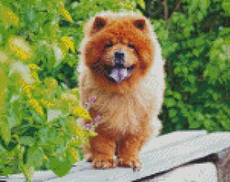 Chow Chow Puppy diamond painting