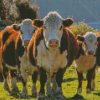 Aesthetic Hereford Cows diamond painting