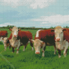Hereford Cows Animals diamond painting