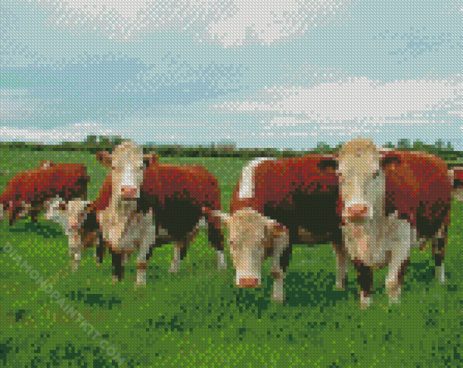 Hereford Cows Animals diamond painting