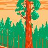 Giant Sequoi Tree diamond painting