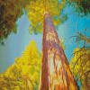 Giant Sequoi Trees diamond painting