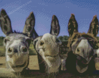 Three Funny Donkeys Diamond Painting