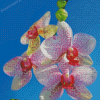 White Pink Tiger Orchid Diamond painting
